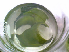 wakame-kousui2.jpg